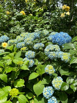 横浜イングリッシュガーデンに投稿された画像（2024/5/26）