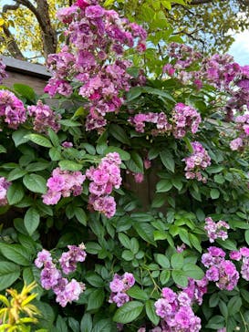 横浜イングリッシュガーデンに投稿された画像（2024/5/26）