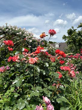 横浜イングリッシュガーデンに投稿された画像（2024/5/26）