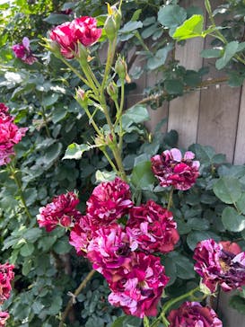 横浜イングリッシュガーデンに投稿された画像（2024/5/26）