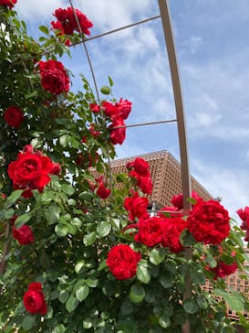 ぎふワールド・ローズガーデンに投稿された画像（2024/5/26）