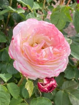 ぎふワールド・ローズガーデンに投稿された画像（2024/5/26）