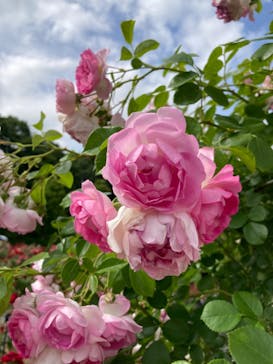 ぎふワールド・ローズガーデンに投稿された画像（2024/5/26）