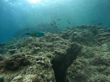 武藤潜水に投稿された画像（2024/5/26）