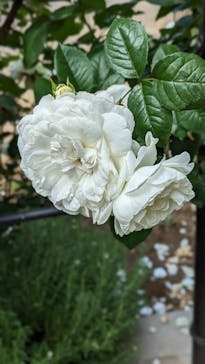 いばらきフラワーパークに投稿された画像（2024/5/26）