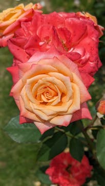 いばらきフラワーパークに投稿された画像（2024/5/26）