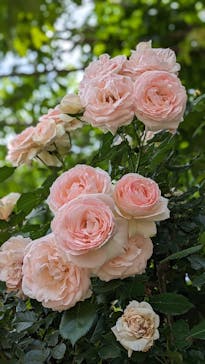 いばらきフラワーパークに投稿された画像（2024/5/26）