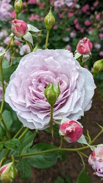 いばらきフラワーパークに投稿された画像（2024/5/26）