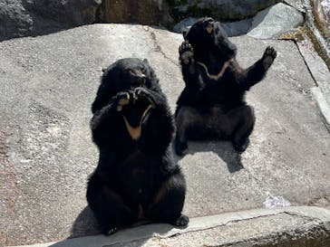 奥飛騨クマ牧場に投稿された画像（2024/5/26）