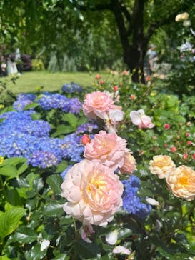 横浜イングリッシュガーデンに投稿された画像（2024/5/26）