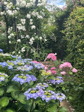 横浜イングリッシュガーデンに投稿された画像（2024/5/26）