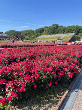 ぎふワールド・ローズガーデンに投稿された画像（2024/5/26）