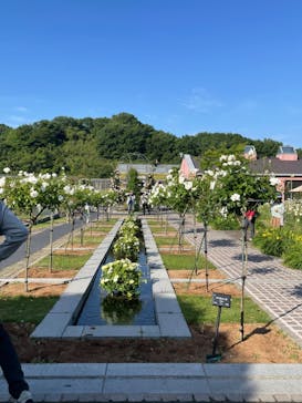 ぎふワールド・ローズガーデンに投稿された画像（2024/5/26）