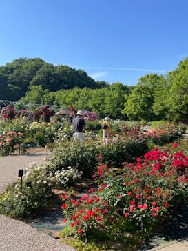 ぎふワールド・ローズガーデンに投稿された画像（2024/5/26）