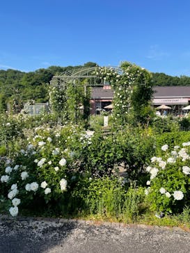 ぎふワールド・ローズガーデンに投稿された画像（2024/5/26）