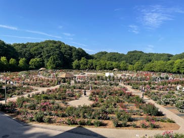 ぎふワールド・ローズガーデンに投稿された画像（2024/5/26）