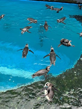 上越市立水族博物館 うみがたりに投稿された画像（2024/5/26）