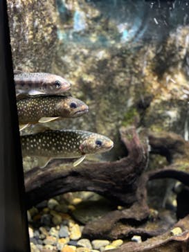 上越市立水族博物館 うみがたりに投稿された画像（2024/5/26）