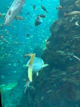 上越市立水族博物館 うみがたりに投稿された画像（2024/5/26）