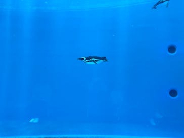 上越市立水族博物館 うみがたりに投稿された画像（2024/5/26）