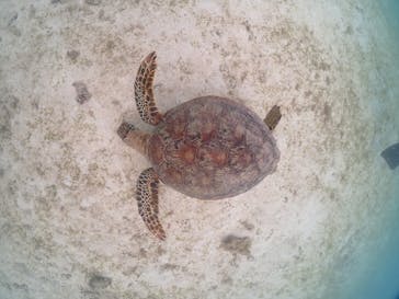 宮古島マリンショップSmileyに投稿された画像（2024/5/26）