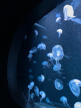 AOAO SAPPOROに投稿された画像（2024/5/26）