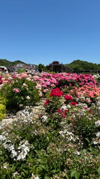 ぎふワールド・ローズガーデンに投稿された画像（2024/5/26）