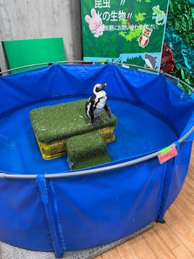 いきもの探検隊上尾に投稿された画像（2024/5/26）