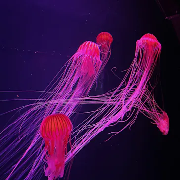 すみだ水族館に投稿された画像（2024/5/26）