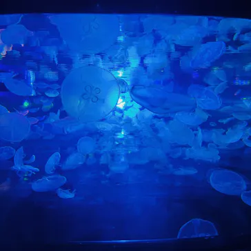 すみだ水族館に投稿された画像（2024/5/26）