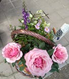 ぎふワールド・ローズガーデンに投稿された画像（2024/5/26）