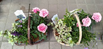 ぎふワールド・ローズガーデンに投稿された画像（2024/5/26）