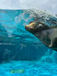 サンシャイン水族館に投稿された画像（2024/5/26）