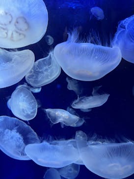 サンシャイン水族館に投稿された画像（2024/5/26）