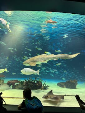 サンシャイン水族館に投稿された画像（2024/5/26）