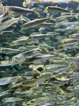 サンシャイン水族館に投稿された画像（2024/5/26）