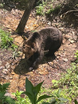 サホロリゾート　ベア･マウンテンに投稿された画像（2024/5/26）