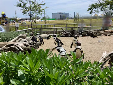 仙台うみの杜水族館に投稿された画像（2024/5/26）