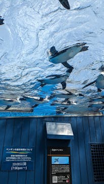 サンシャイン水族館に投稿された画像（2024/5/26）
