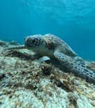 宮古島 ADVENTURE PiPi（ミヤコジマ アドベンチャー ピピ）に投稿された画像（2024/5/26）