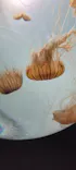サンシャイン水族館に投稿された画像（2024/5/26）