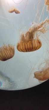 サンシャイン水族館に投稿された画像（2024/5/26）