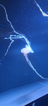 サンシャイン水族館に投稿された画像（2024/5/26）