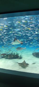 サンシャイン水族館に投稿された画像（2024/5/26）