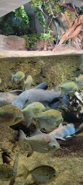 サンシャイン水族館に投稿された画像（2024/5/26）