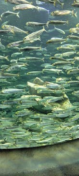 サンシャイン水族館に投稿された画像（2024/5/26）