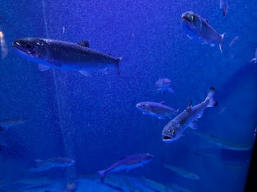 仙台うみの杜水族館に投稿された画像（2024/5/26）