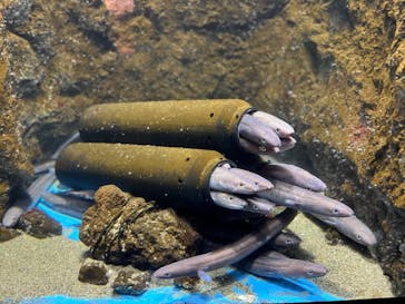 仙台うみの杜水族館に投稿された画像（2024/5/26）