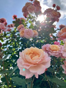 いばらきフラワーパークに投稿された画像（2024/5/26）