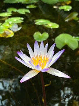 浜名湖花博2024に投稿された画像（2024/5/26）